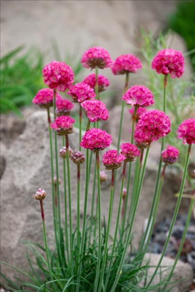 Armeria maritima Düsseldorfer Stolz