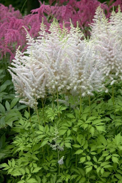 Astilbe chinensis Milk and Honey