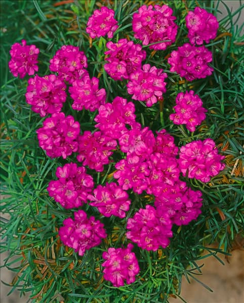 Armeria maritima ssp. purpurea
