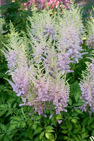 Astilbe chinensis Milk and Honey