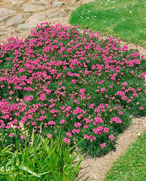 Armeria maritima Splendens