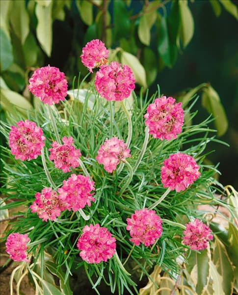 Armeria maritima