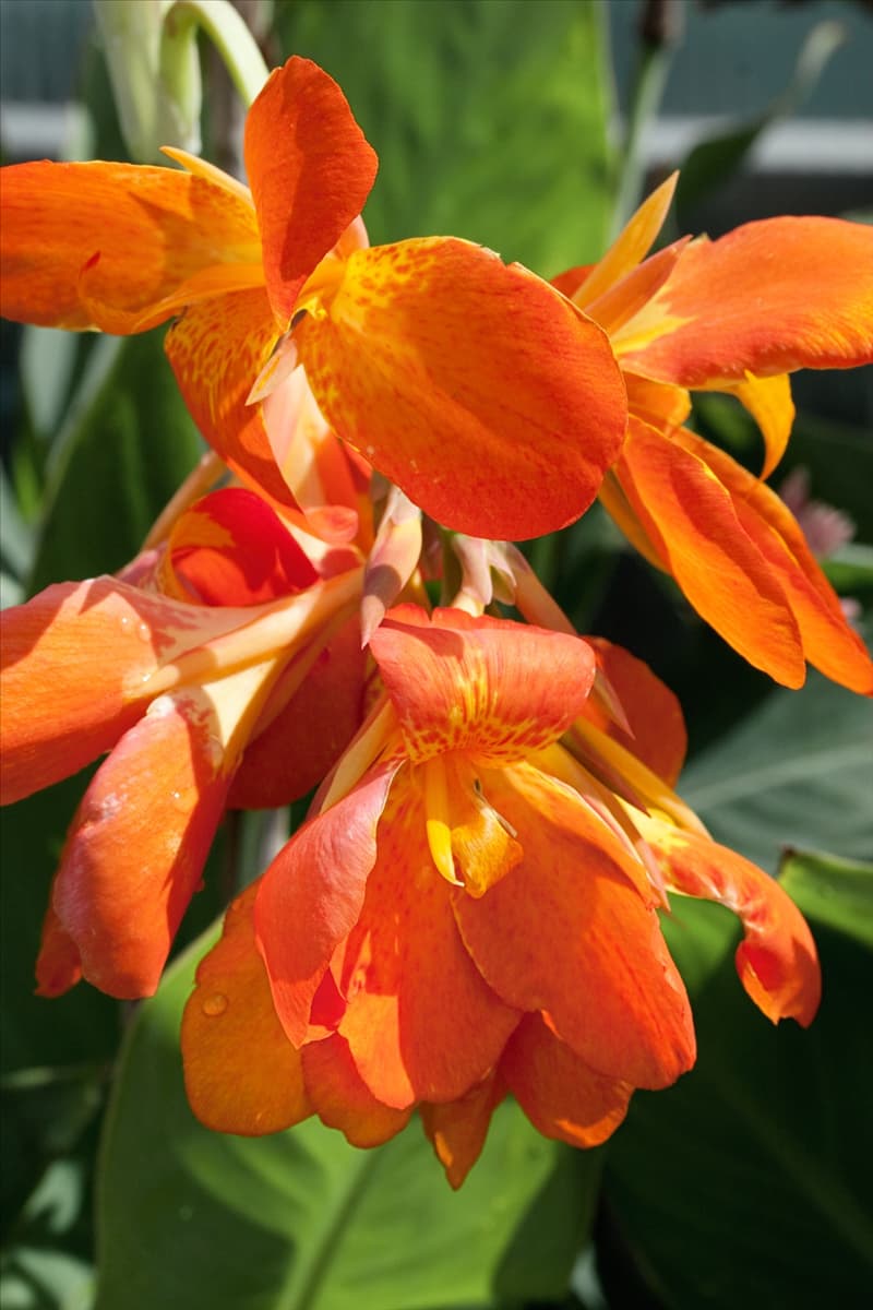 Canna Orange Punch