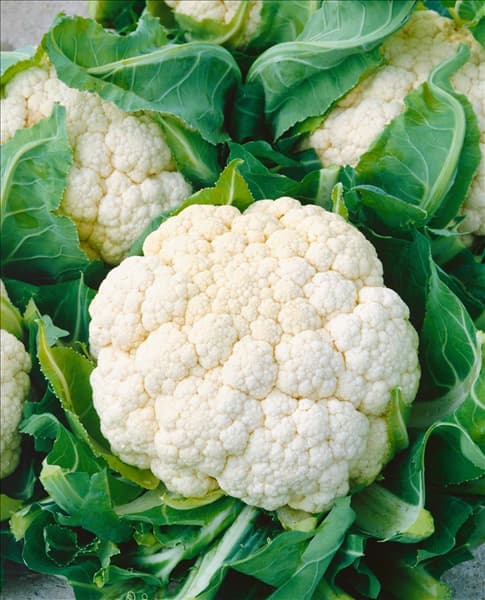 Brassica oleracea var. botrytis 'Dalton'