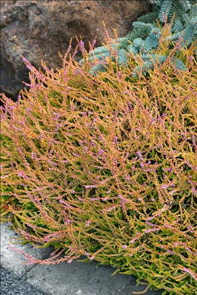 Calluna vulgaris Wickwar Flame