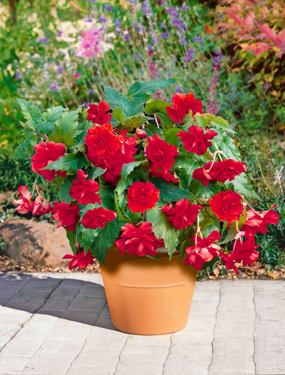 Begonia odorata 'Red Glory' Duft-Begonie 'Red Glory'