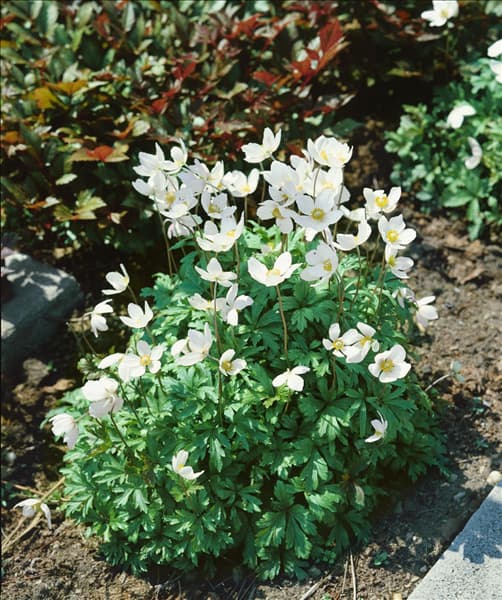 ANEMONE SYLVESTRIS