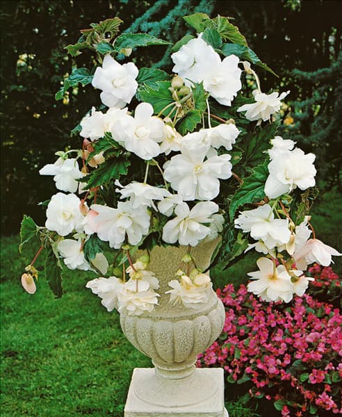 Begonia Pendula Cascade White im Topf