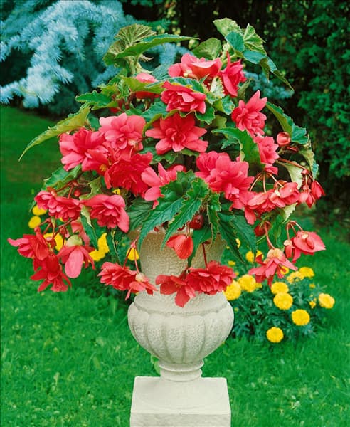 Begonia Pendula Cascade Rose im Topf