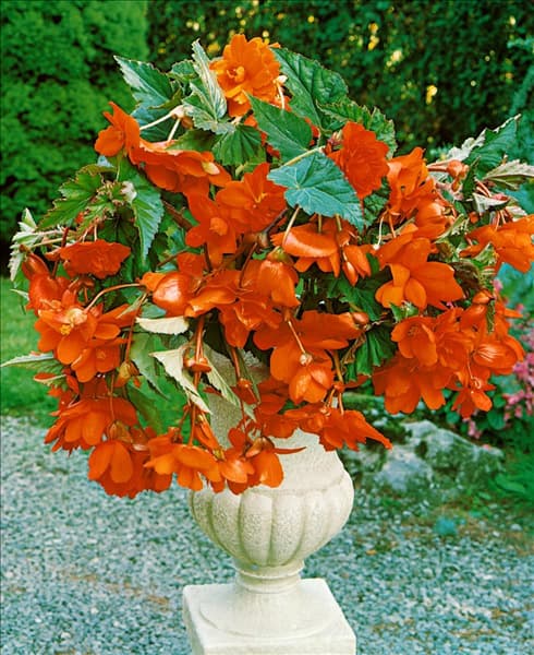 Begonia Pendula Cascade Orange im Topf