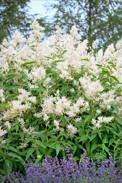 Aconogonon Johanniswolke