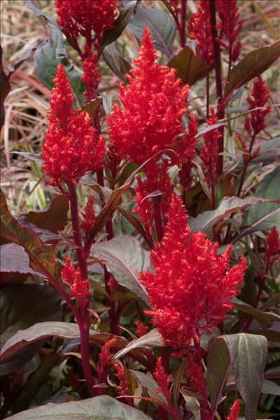 Celosia argentea var. plumosa China Town