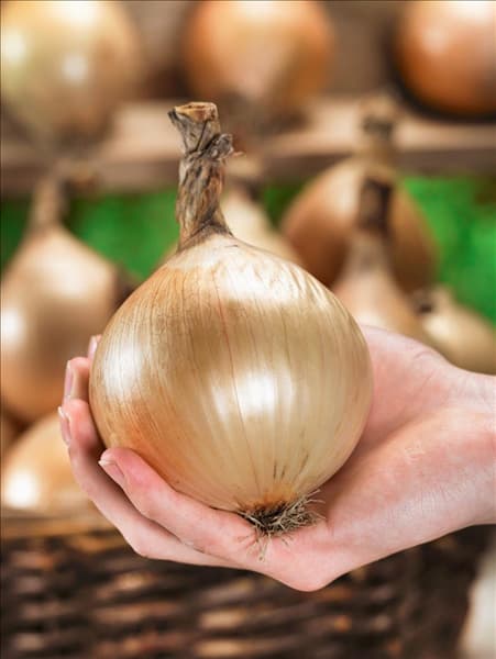 Allium cepa Exhibition in der Hand