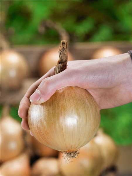 Allium cepa Exhibition in der Hand