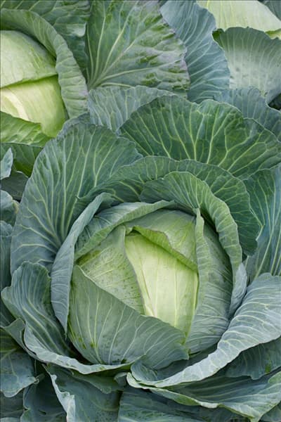 Brassica oleracea var. capitata f. alba Brunswijker
