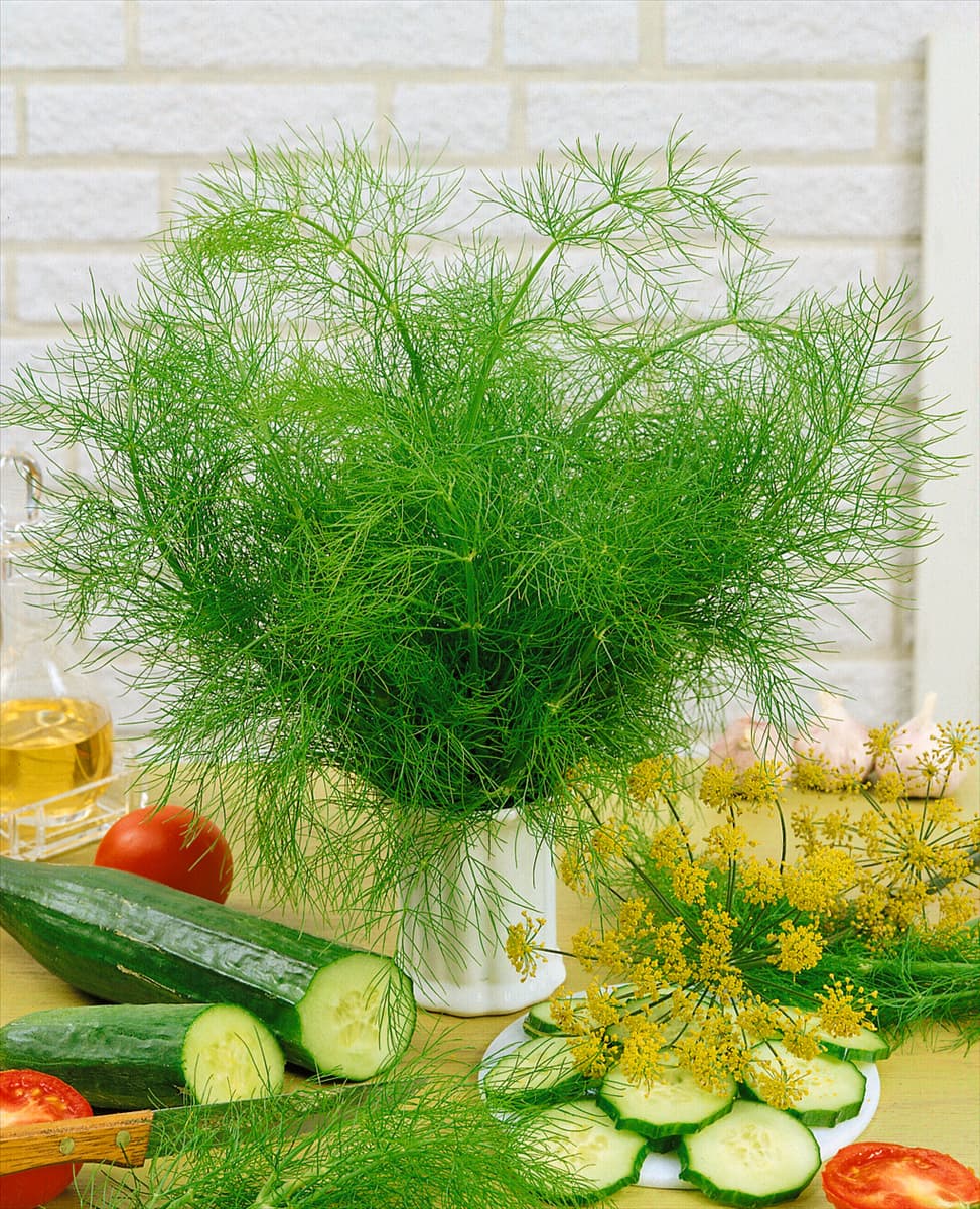 Anethum graveolens 'Mammut' Dill 'Mammut'