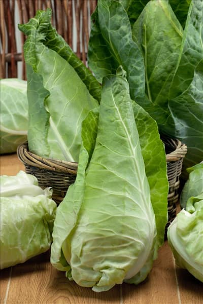 Brassica oleracea var. capitata f. alba Filderkraut
