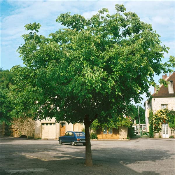 CELTIS AUSTRALIS
