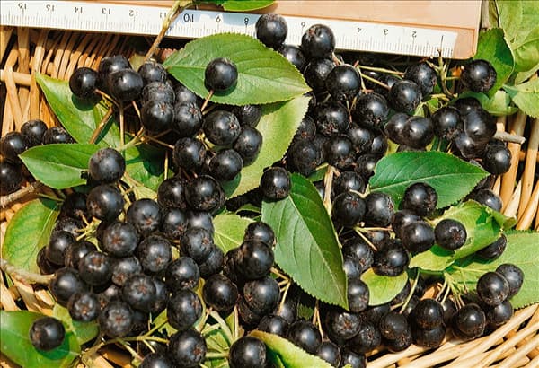 ARONIA MELANOCARPA / Früchte