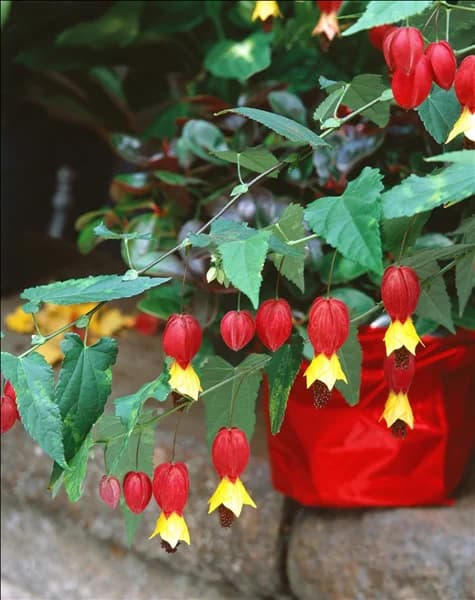 Abutilon megapotamicum
