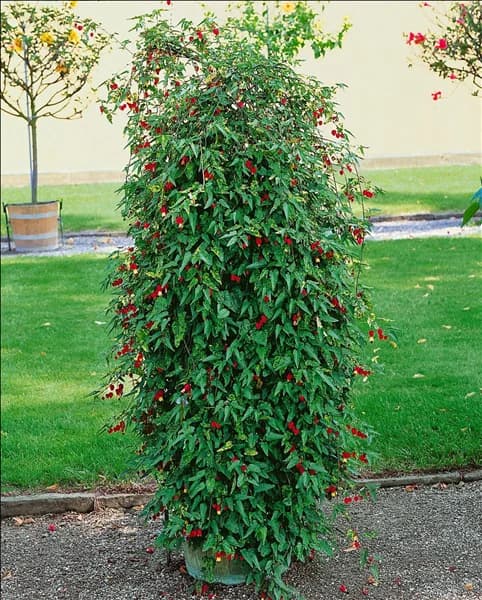 Abutilon megapotamicum