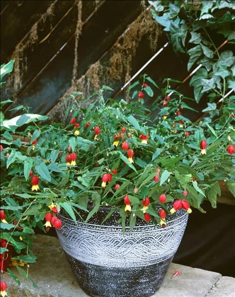 Abutilon megapotamicum