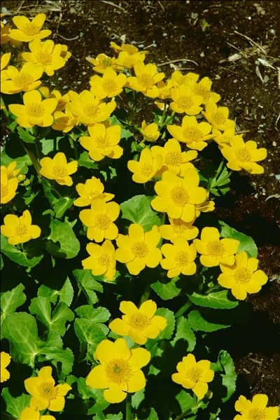Caltha palustris