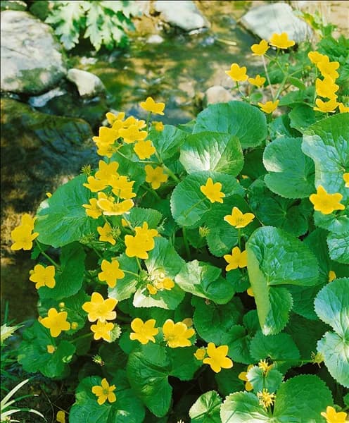 Caltha palustris