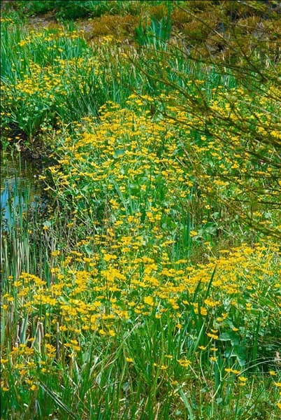 Caltha palustris