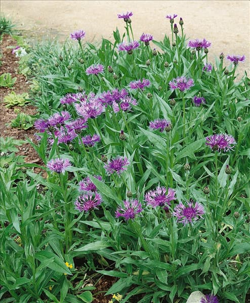 CENTAUREA MONTANA
