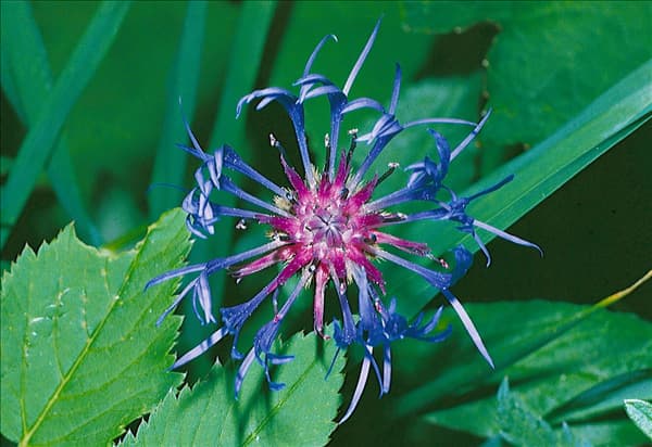 CENTAUREA MONTANA