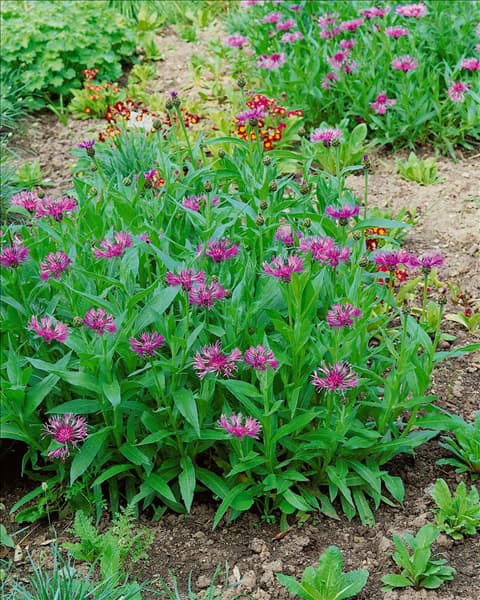 Centaurea montana