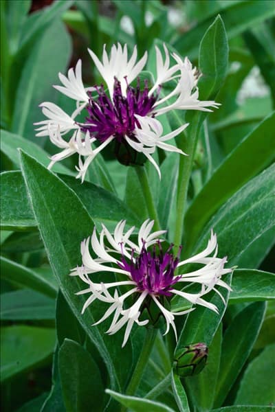 Centaurea montana Amethyst in Snow