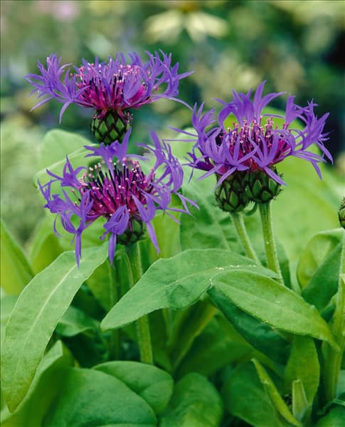 Centaurea montana
