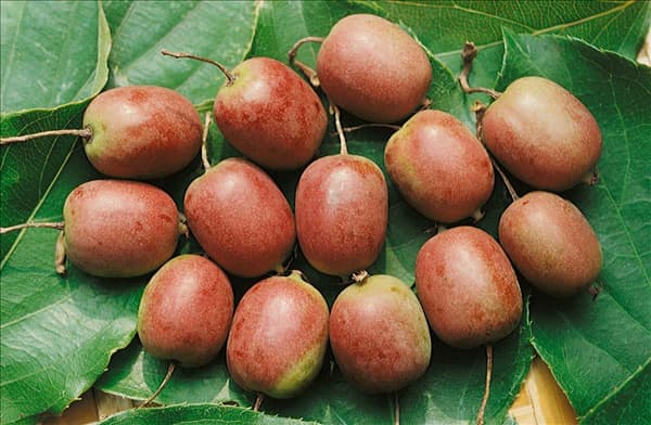 Actinidia arguta Red Beauty