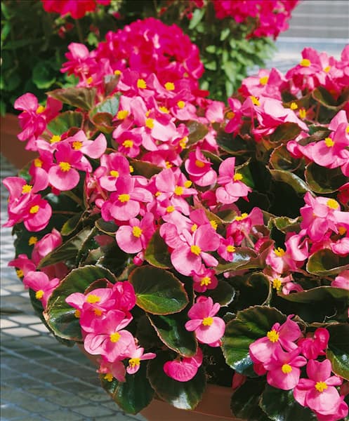 BEGONIA SEMPERFLORENS ROSE / BRONZE LEAFS