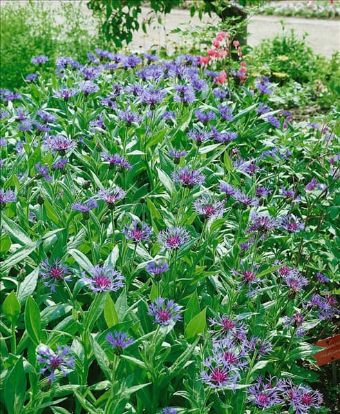 CENTAUREA MONTANA