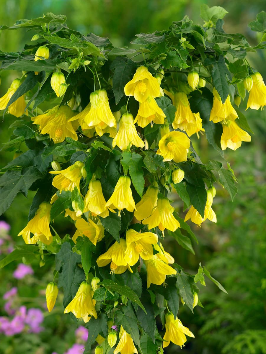 Abutilon megapotamicum 'Yellow Trumpet' Schönmalve 'Yellow Trumpet'