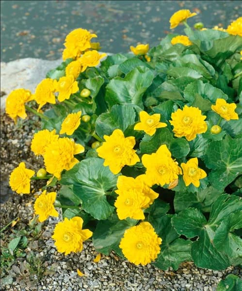 Caltha palustris 'Multiplex'