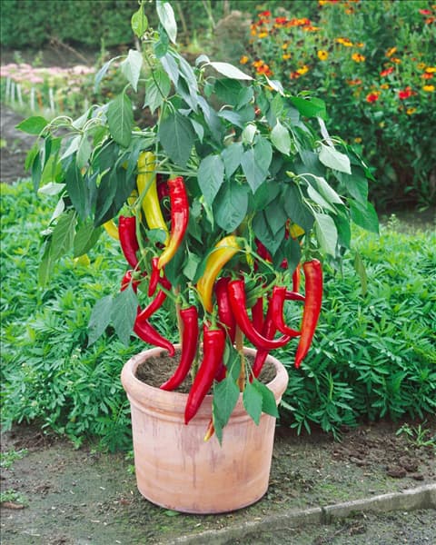 Capsicum annuum Arikanda im Topf