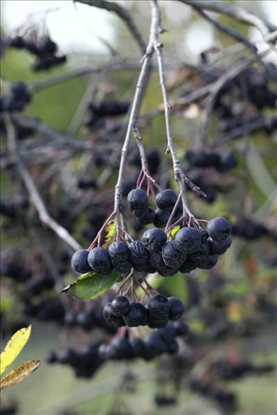 Aronia x prunifolia Viking