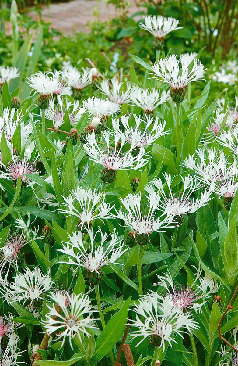 Centaurea montana Alba