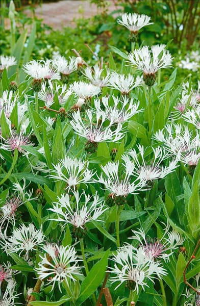Centaurea montana Alba