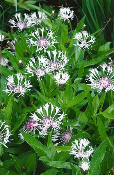 Centaurea montana Alba