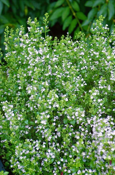 Calamintha nepeta ssp. glandulosa