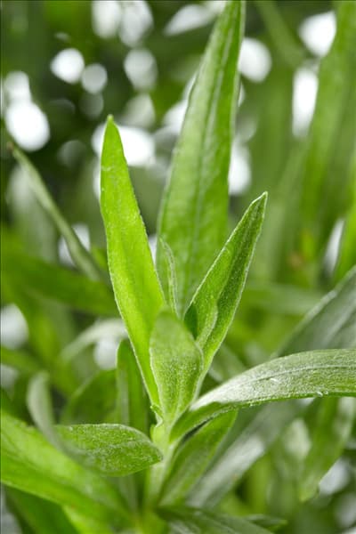 Artemisia dracunculus Russischer Estragon
