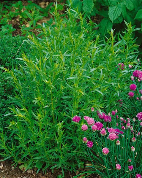 ARTEMISIA DRACUNCULUS FRANCAIS