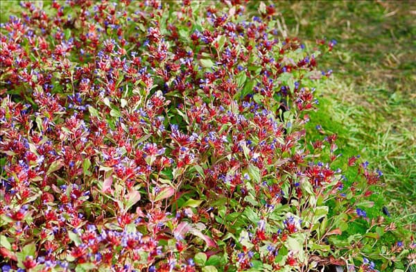 Ceratostigma plumbaginoides