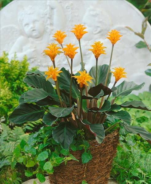 Calathea crocata