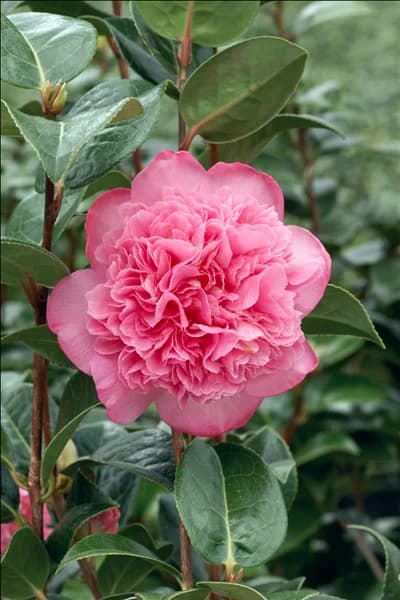 Camellia x williamsii Ballet Queen